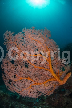 Blue water;Clear water;Coral;Gorgonion;Indonesia;Manado;Marine;Nilaniidae;Red;Sea fan;Siphonogorgia sp.;Soft coral;Sulawesi;Underwater;Vertical